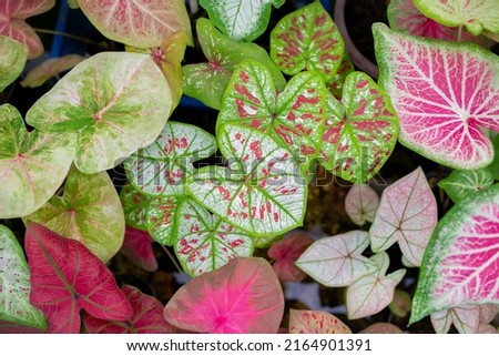 Close up of Caladium Bicolor beautiful leaves.
