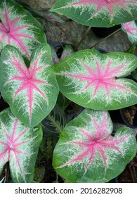 Close up Caladium 'Rosebud' leaves, beautiful tropical foliage plant in colorful with pink, white and green color, in nature Background, top view. 