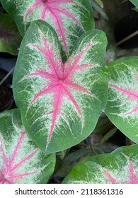 Close up Caladium 'Rosebud' leaves with pink vein and white on green. Tropical ornamental plant.