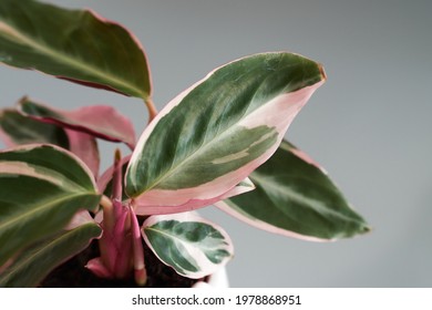 Close Up Of A Calathea Triostar Plant With Pink And Green Leafs.