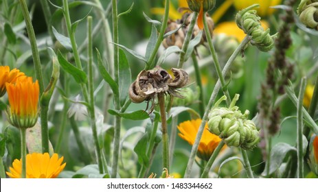 Close Up Of Calendula Flowers With Dry Seeds In Flowerbed