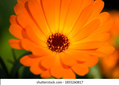 Close Up Of Calendula Indian Prince Flower