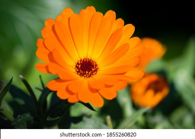 Close Up Of Calendula Indian Prince Flower