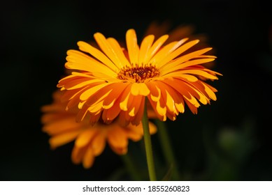 Close Up Of Calendula Indian Prince Flower