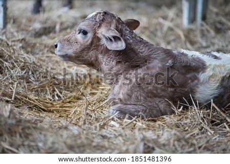 Similar – Foto Bild Junges Kalb auf der Alm