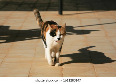 Close up of a calico (tortoiseshell) cat and its shadow at sunset in a terrace in Khartoum, Sudan.
