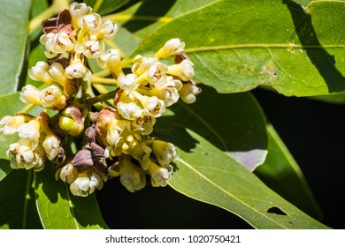 Close Up Of California Bay Laurel (Umbellularia) Flowers