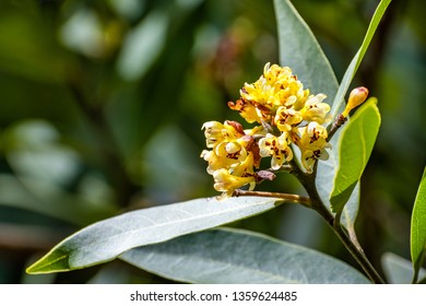 Close Up Of California Bay Laurel (Umbellularia) Flowers; Dark Background