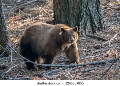 Close Up California Black Bear In Forest