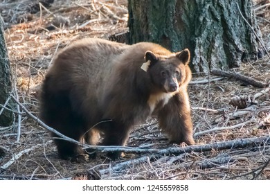Close Up California Black Bear In Wilderness Of Sierra Nevada Mo