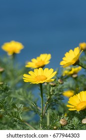 Close Up Of California Brittlebush