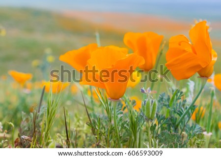 Close up of California Poppies (Eschscholzia californica) during peak blooming time, Antelope Valley California Poppy Reserve