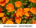 Close up of California Poppies "Super Bloom"