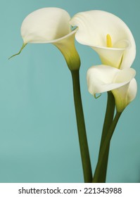 Close Up Calla Lily Flowers Shot In The Studio On A Solid Teal  Background