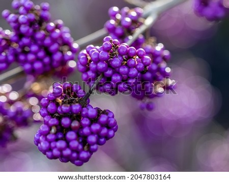 Close up of Callicarpa bodinieri Profusion berries in autumn