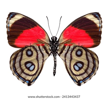 Close up of callicore hystaspes, butterfly from peru, red brown and beige stripes wings isolated on white background