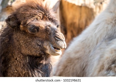 Close up of a camel in the desert