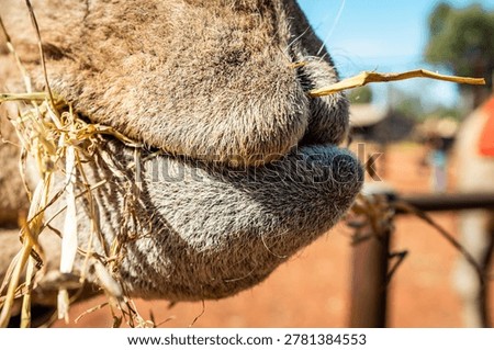 Close Up of Camel Muzzle Eating Hay in the Australian Outback