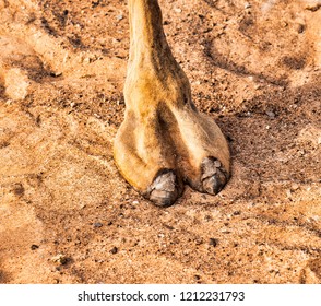 Close up of a camels toe and foot