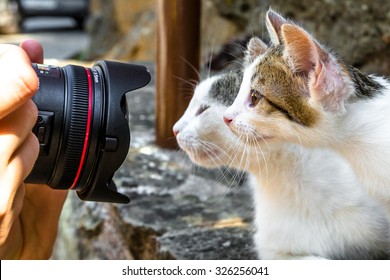 Close up of a camera taking a shot of a mother cat with her cute little kitten standing outdoors.