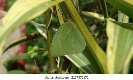 Close Up Of A Camouflage Mottled Emigrant Butterfly Under A Yellow Leaf