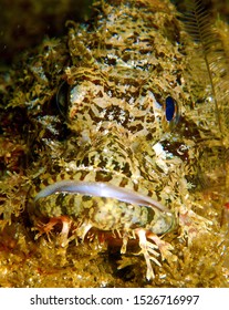 Close Up Of Camouflaged Scorpionfish Genus Scorpaenidae Resting On Reef