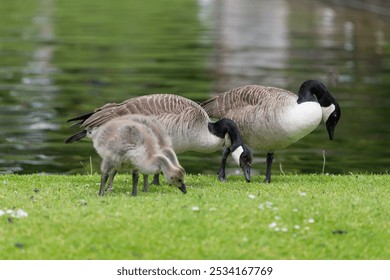 Close up of Canada goose (branta canadensis) goslings foraging for food on the waters edge - Powered by Shutterstock