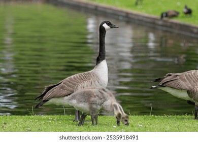 Close up of Canada goose (branta canadensis) goslings foraging for food on the waters edge - Powered by Shutterstock