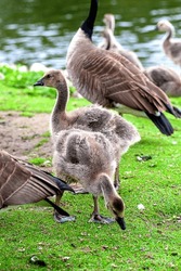 Close Up Canada Goose Geese Gosling Goslings. Water Birds. Park Lake Pond Green Grass. Babies. Spring Springtime. Pecking. Standing. Feathers Down Downy. Cute Adorable Wildlife. Symbol. 