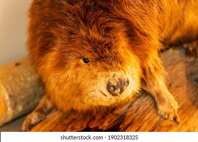 Close Up Of Canadian Beaver 