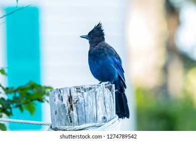 Close Up Of Canadian Blue Jay Sitting On A Weathered Post. Background Muted Pastel And Greens.