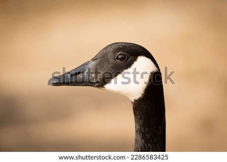 A close up of a Canadian Goose face