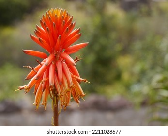 Close Up Of A Candelabra Aloe Blossom