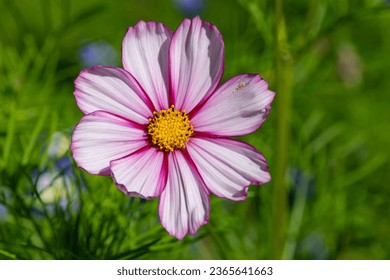 Close up of a candy stripe cosmos flower in bloom