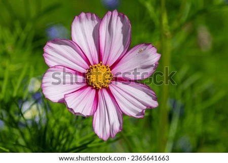 Close up of a candy stripe cosmos flower in bloom