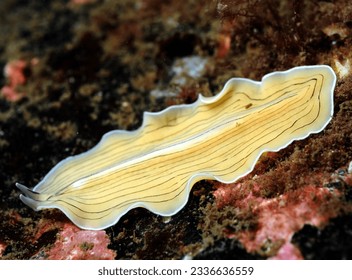close up of candy striped flat worm moving over rocky reef wall