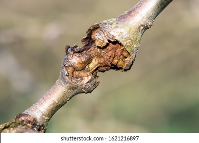 Close Up Of Canker On An Apple Tree