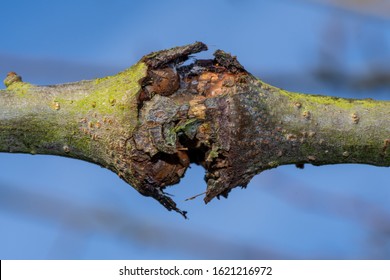 Close Up Of Canker On An Apple Tree