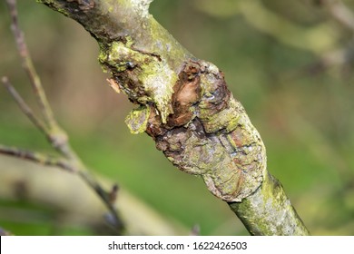 Close Up Of Canker On An Apple Tree