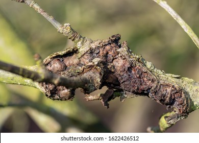 Close up of canker on an apple tree - Shutterstock ID 1622426512