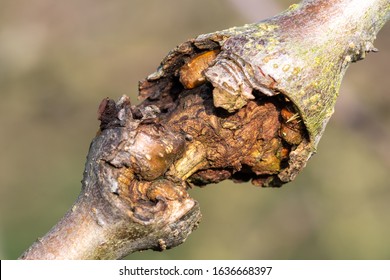 Close up of canker on an apple tree - Shutterstock ID 1636668397