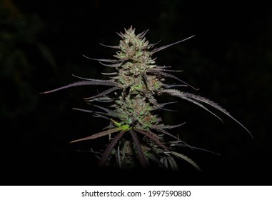 Close up of cannabis bud while still on the plant in the field. 