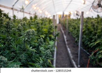 Close Up Of Cannabis Cultivation