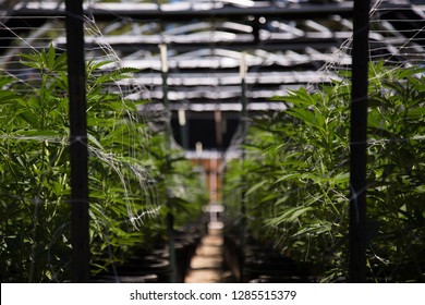 Close Up Of Cannabis Cultivation