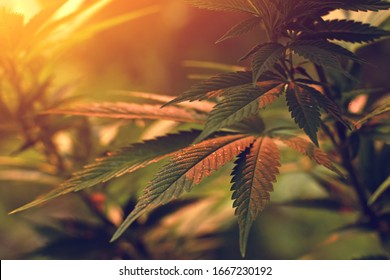 Close up of cannabis leaf, lit by early morning light