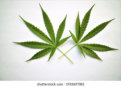Close up the cannabis leaf  with white back ground 