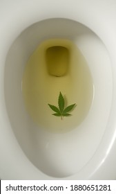 Close Up Of A Cannabis Marijuana Plant Leaf At The Urinated Toilet, Positive Drug Test Concept