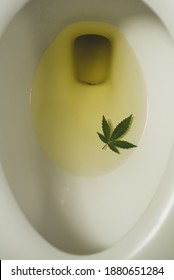 Close Up Of A Cannabis Marijuana Plant Leaf At The Urinated Toilet, Positive Drug Test Concept