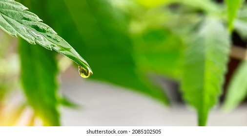 Close up of Cannabis plant leaf with CBD or THC oil drop from medical marijuana with copy space