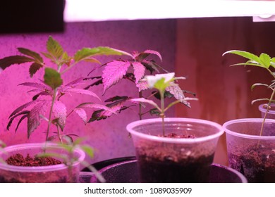 Close Up Cannabis Plants Three And Five Weeks Old Under Hydroponics Led Full Spectrum Light. Three Weeks In Front, Five Week Old In Background